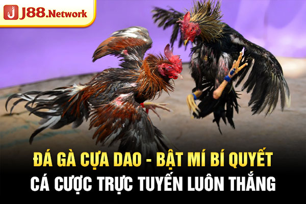 Đá Gà Cựa Dao - Bật Mí Bí Quyết Cá Cược Trực Tuyến Luôn Thắng